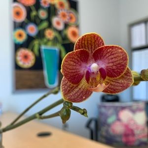 Meet your Posher, Renee